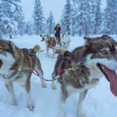 Husky & Reindeer Farm Experience