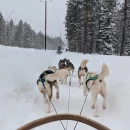 Husky Safari Through the Arctic Forest