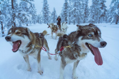 Lapland Husky Safari Escape