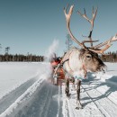 Reindeer Safari Experience