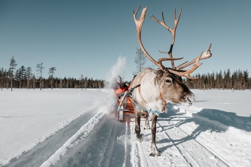 Reindeer Safari & Santa Experience