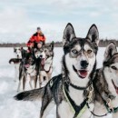 Husky Safari Through the Arctic Forest