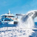Whale-Watching Cruise